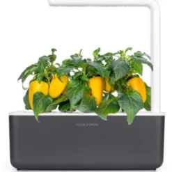 Click and Grow gul sød peber - 3 stk
