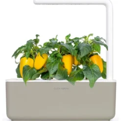 Click and Grow gul sød peber - 3 stk