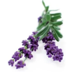 Click and Grow lavendel - 3 stk