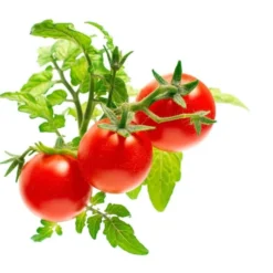 Click and Grow Mini tomater - 3 stk