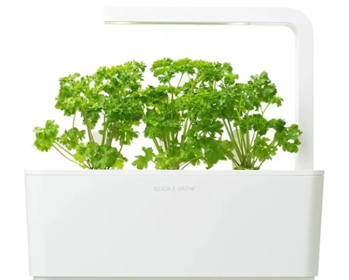 Click and Grow persille - 3 stk