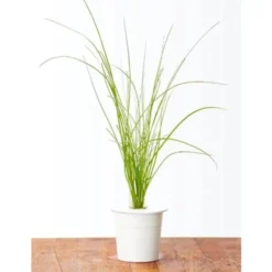 Click and Grow purløg - 3 stk