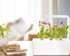 Click and Grow røde chili peber - 3 stk