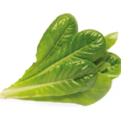 Click and Grow romaine salat - 3 stk