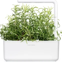 Click and Grow rosmarin - 3 stk