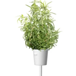 Click and Grow rosmarin - 3 stk