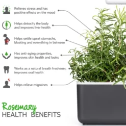 Click and Grow rosmarin - 3 stk