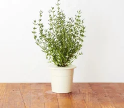 Click and Grow timian - 3 stk