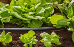 Gardena micro-drip hovedrør 13 mm 15 m