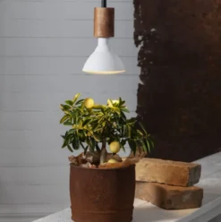 Star Trading plantelys (planten holdes pæn)